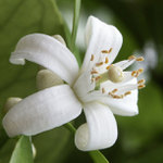 Květ pomerančovníku